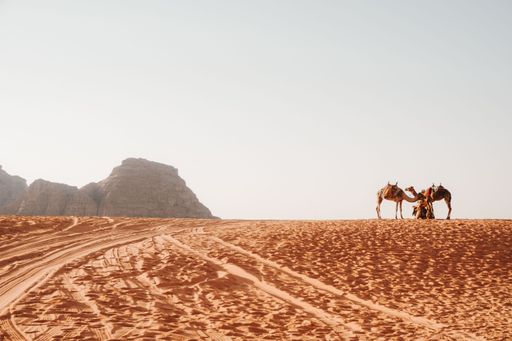 A beautiful view of camels in Wadi Rum desert, Jordan.