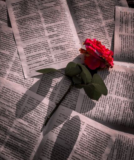A top view of a single red rose and its reflection on white papers, backgrounds and wallpapers