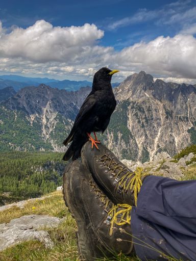 Alpine chough (Pyrrhocorax graculus), or yellow-billed chough, begging food from a hiker at Berchtesgaden national park