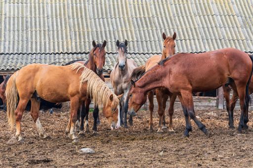 Summer day at stable. Two horses bow their heads in front of each other, and in background, three others look at camera.