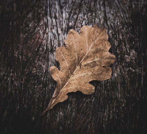 A dry oak leaf on the wooden background