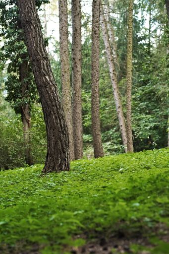 A vertical shot of trees trunks on grassland in the forest