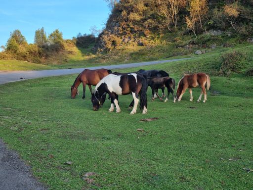 A beautiful shot of a herd of mares in a green field during the day