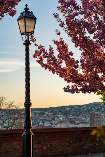 A  vertical shot of a street light post next to a cherry blossom with a background of a cityscape
