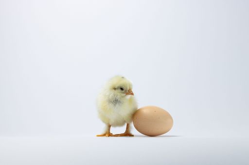 A beautiful shot of a Brahma chicken and an egg isolated on a white background