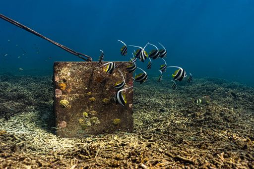 A shot of beautiful marine life, group of Moorish idol fish swimming on bottom of sea near rusty metal