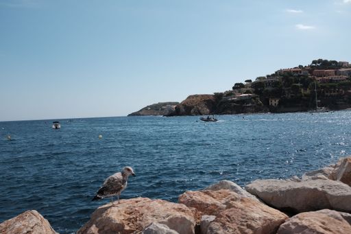 A seagull standing on a large rock by the sea in Collioure, France on a sunny day with speedboats in the water