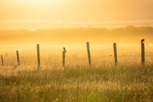 A beautiful shot of a field with wooden poles and birds at sunset