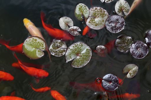 A beautiful closeup top view shot of koi fish swimming in a pond