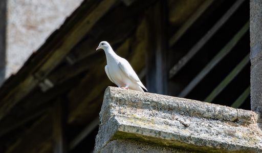 A selective focus shot of a perched white dove