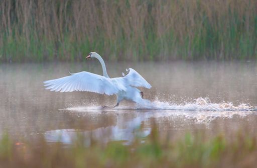 A selective focus shot of a swan in the lake