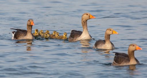 A beautiful view of ducks floating on water at daytime