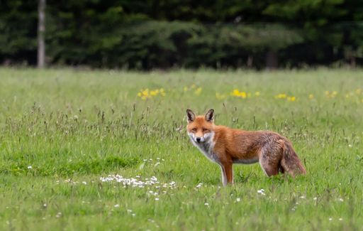 A cute fox standing in a grassy field