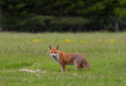 A selective focus shot of a beautiful wild red fox in a meadow