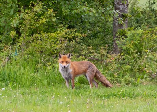 A selective focus shot of a beautiful wild red fox in a meadow