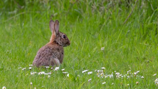 A selective focus shot of a cute brown rabbit sitting on the grass
