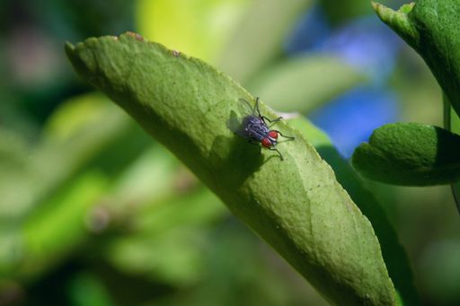 A closeup shot of a fly on a green leaf