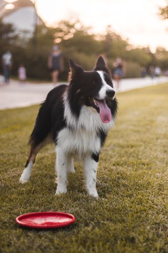 A vertical shot of an adorable border collie in a park