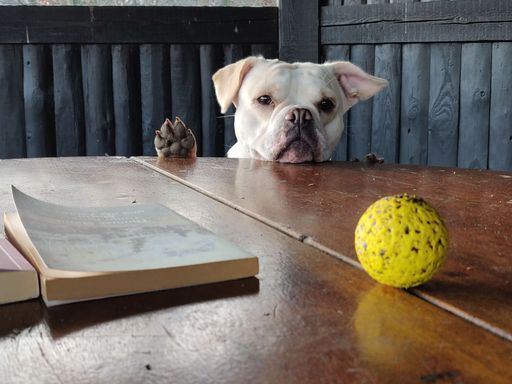 A closeup shot of a bulldog leaning on the side of a wooden table to reach a dirty tennis ball