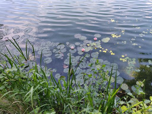 A beautiful shot of water Lilies in a pond with reflection on a river