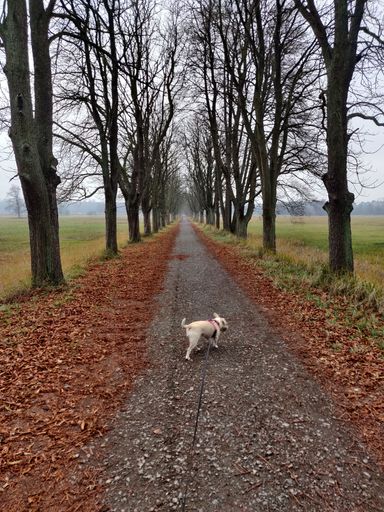 A vertical shot of a dog on a pathway covered with fallen leaves surrounded by a grass field