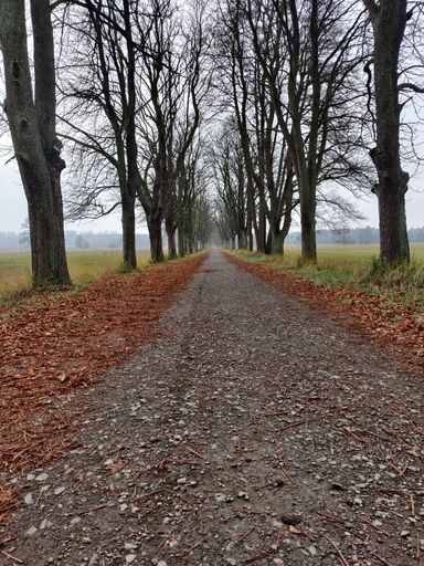 A vertical shot of a pathway covered with fallen leaves surrounded by a grass field