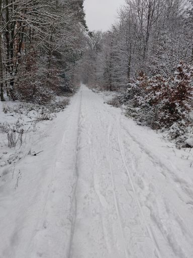 A vertical shot of a pathway covered with snow surrounded by naked trees