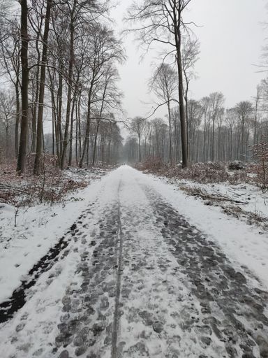 A vertical shot of a pathway covered with snow surrounded by naked trees