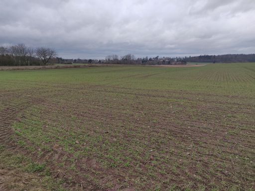 A closeup shot of an agricultural field on a cloudy day