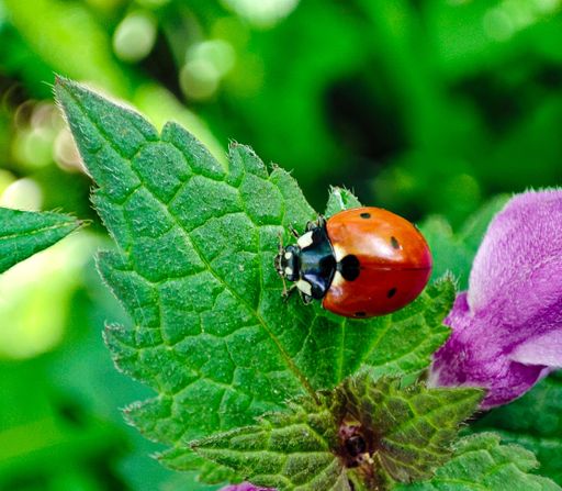 A closeup shot of a ladybug crawling on a purple flower leaf on a blurred background