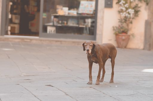 A selective focus shot of a Longdog with an angry facial expression