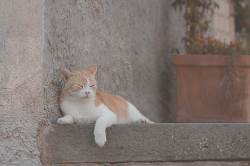 A cute white and brown tabby cat relaxing in the middle of the day