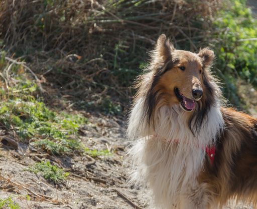 portrait of a golden collie dog walking in the bush of mountains