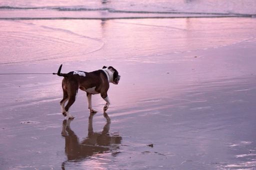 A dog walking at the beach at sunset