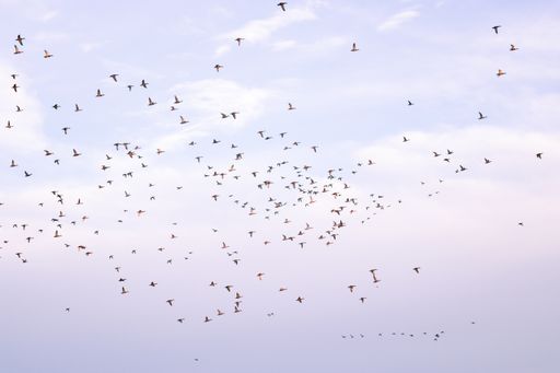 A flock of birds flying against a cloudy sky during migration