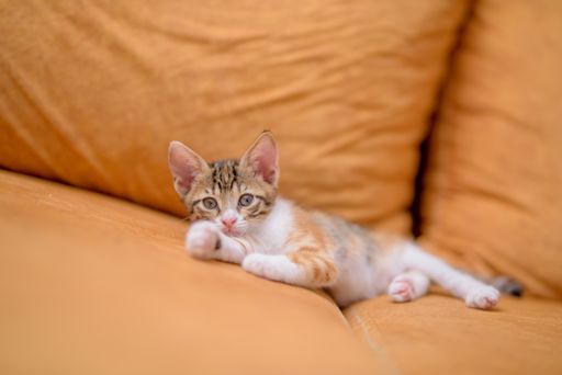 A closeup shot of a cute kitten lying on an orange sofa