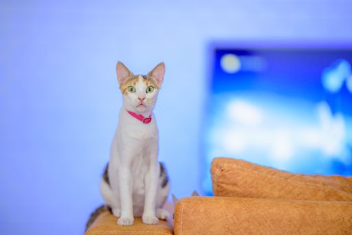 A closeup shot of a cute kitten on an orange sofa