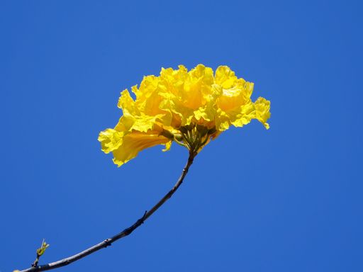 A closeup shot of a beautiful yellow flower under a clear blue sky