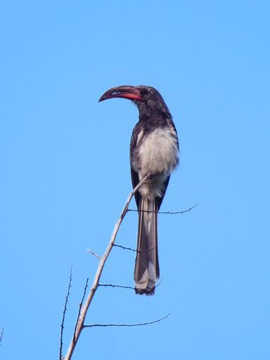 A vertical closeup of a beautiful black Hornbill perched on a tree branch on a blue sky background