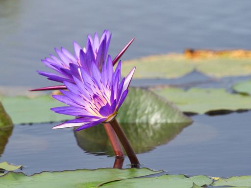 A closeup of two purple water lilies in a pond surrounded by leaves