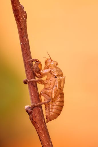 Exoskeleton Of a cicada, Cicada Barbara, still clinging to a branch after metamorphosis into adult. Malta. Mediterranean