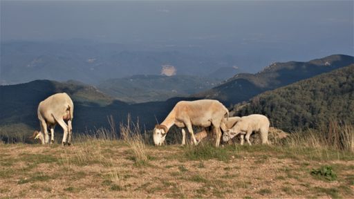 A group of sheep grazing on a field with mountains in the background