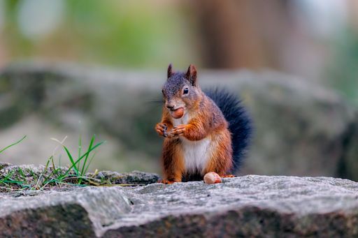A closeup shot of a Red squirrel with a fluffy black tail, holding and eating a hazelnut on a stone, in the park