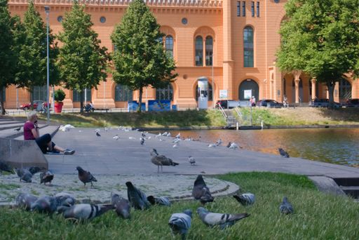 Schwerin, Germany - July 17th 2022: Woman, calling on her smartphone, sitting on stairs at lake surrounded by pigeons