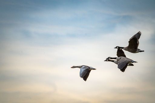 A view of beautiful geese flying in a cloudy sky during sunset