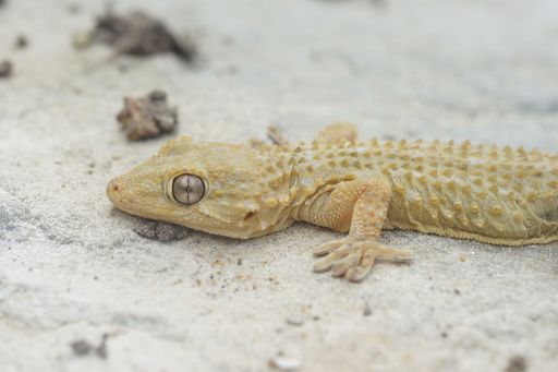 Detailed Closeup on a light colored adult European Common wall gecko, Tarentola mauritanica