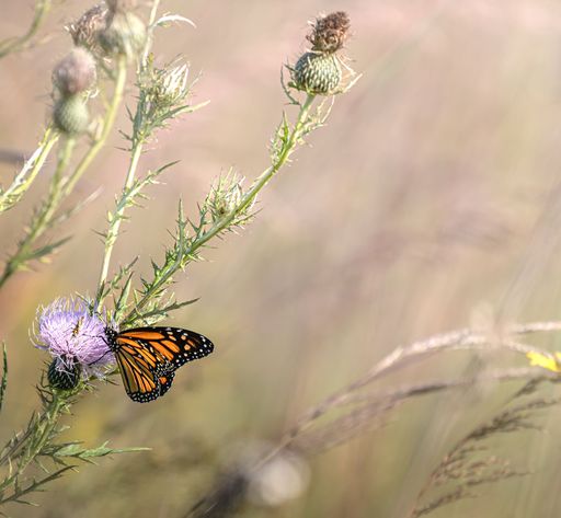 A closeup shot of the butterfly on the purple flower in the wild