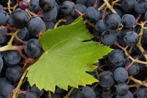 A close up of common grapes with a leaf