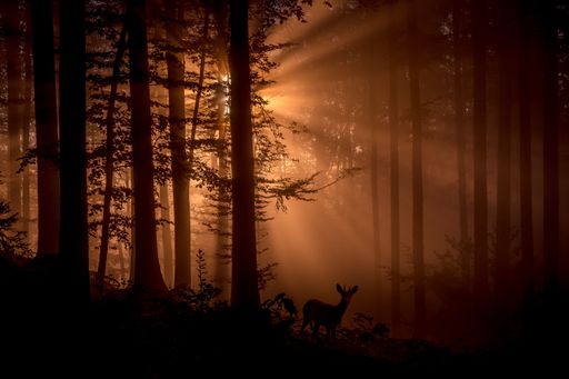 A silhouette shot of a deer in a misty forest with sunrays creates a heavenly effect