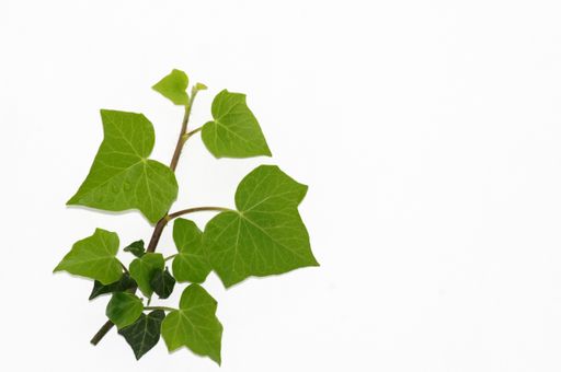 A closeup shot of an Ivy tree branch cutout with a copy space